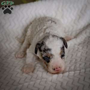 Tristan, Mini Bernedoodle Puppy